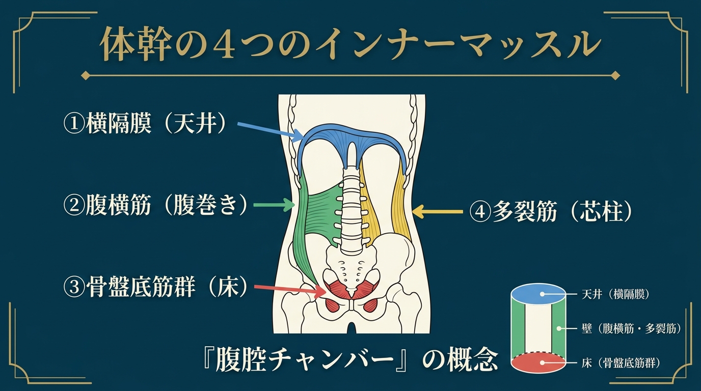 体幹の4つのインナーマッスル 解剖図（横隔膜・腹横筋・骨盤底筋・多裂筋）